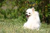 SPITZ ALLEMAND 515